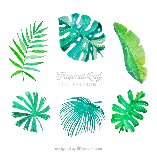 Colorful watercolor tropical leaf collection