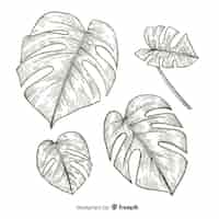 Free vector colorless monstera leaves pack