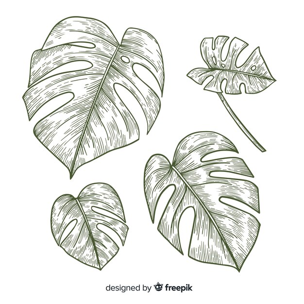 Colorless monstera leaves pack