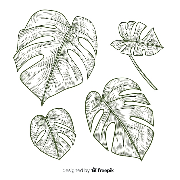 Colorless monstera leaves pack