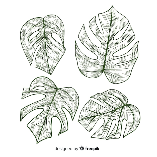 Colorless monstera leaves pack