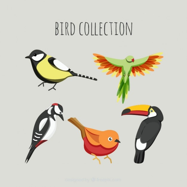 Free vector colors birds pack