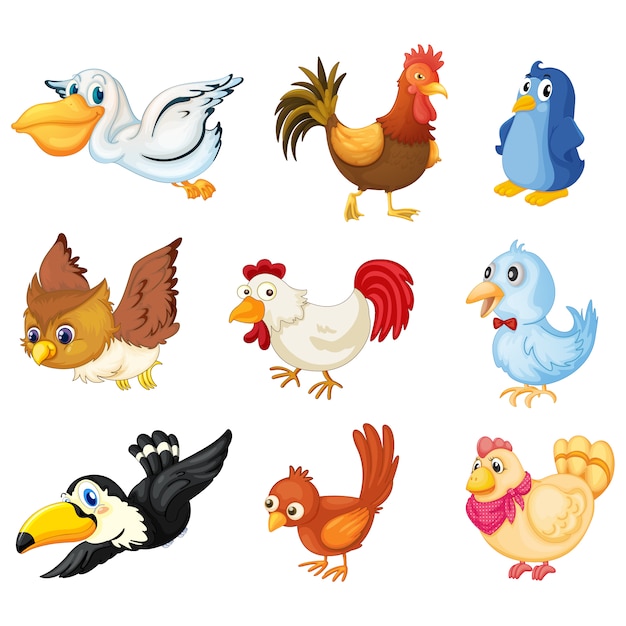 Free vector coloured birds collection