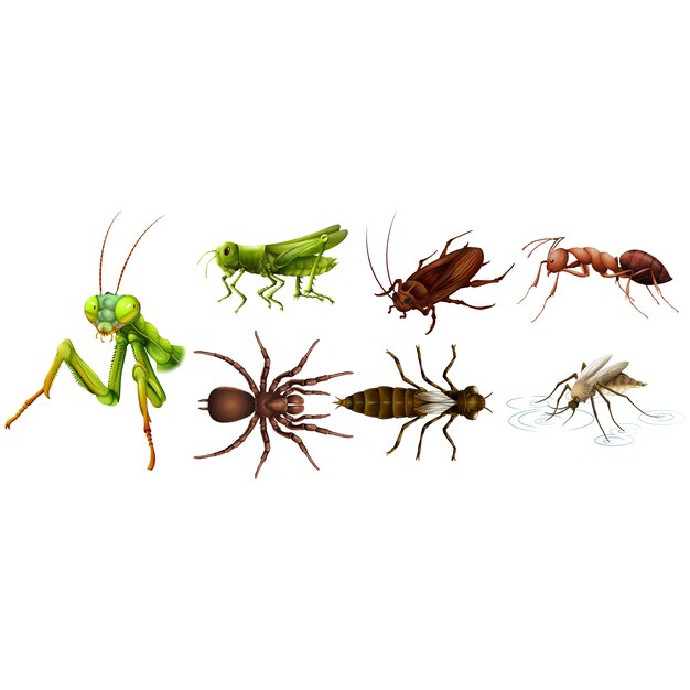 Coloured insects collection