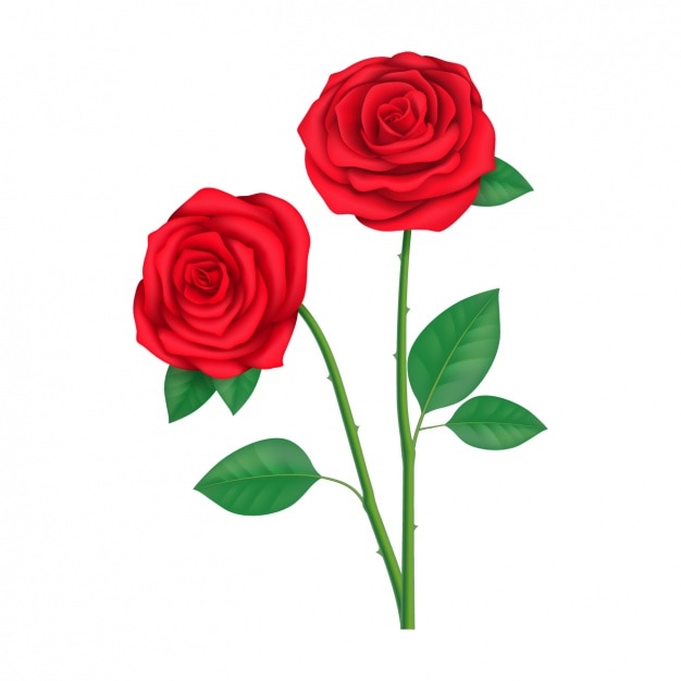 Free vector coloured roses design