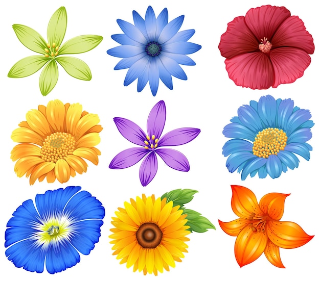 Free vector colourful flowers