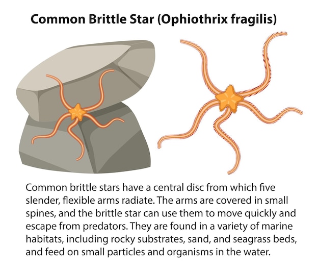 Free vector common brittle star rocky shore animal