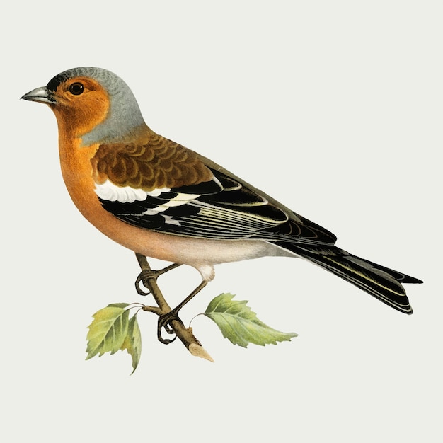 Обыкновенный зяблик мужской птицы рисованной