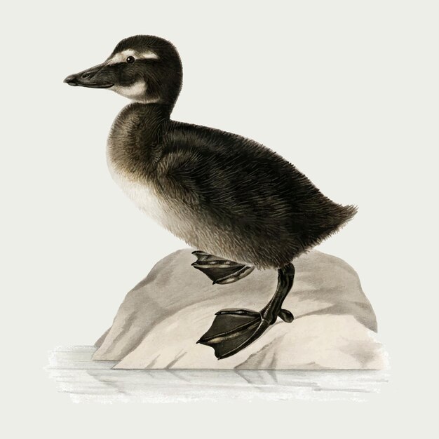 Common eider bird in hand drawn style