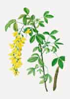 Free vector common laburnum flowers