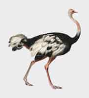 Free vector common ostrich (struthio camelus) illustrated