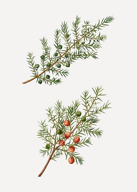 Common and prickly juniper