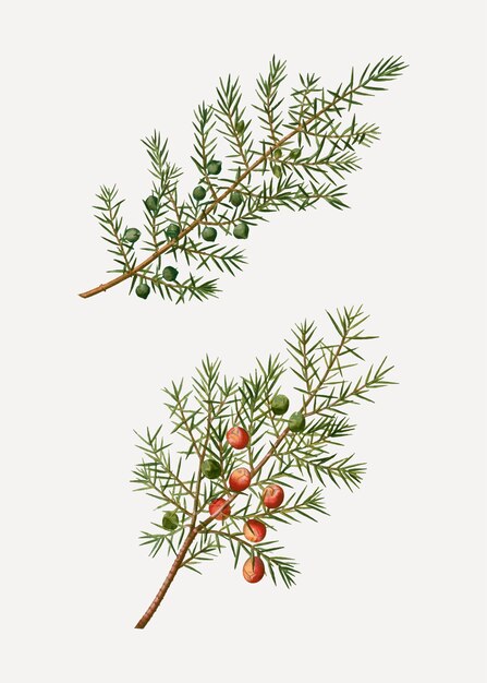 Common and prickly juniper