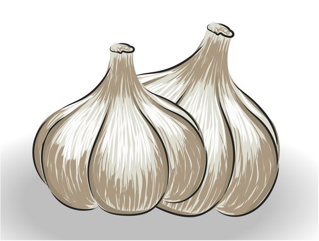 Composition of two realistically drawn garlic bulbs