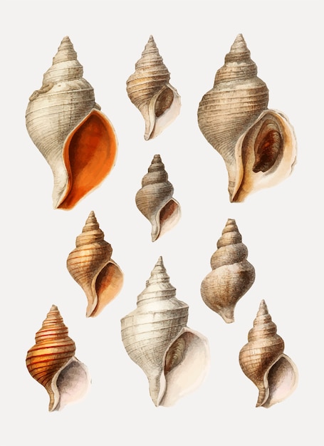 Free vector conch shell varieties