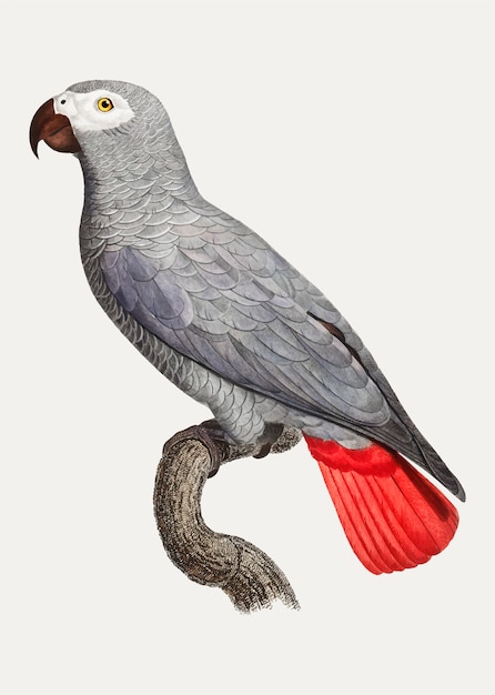 Congo grey parrot