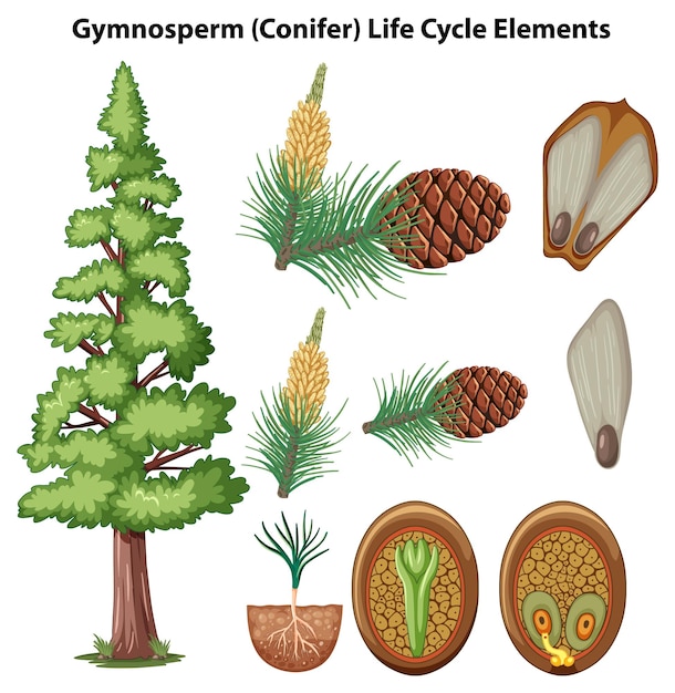 コニファー植物の要素と生命周期