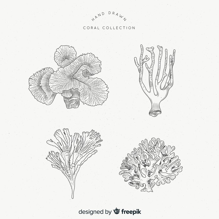 Free Vector coral collectio