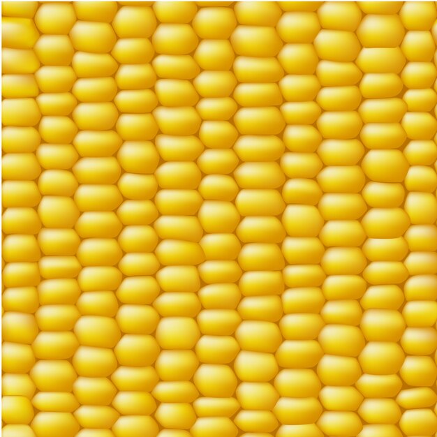 Corn background