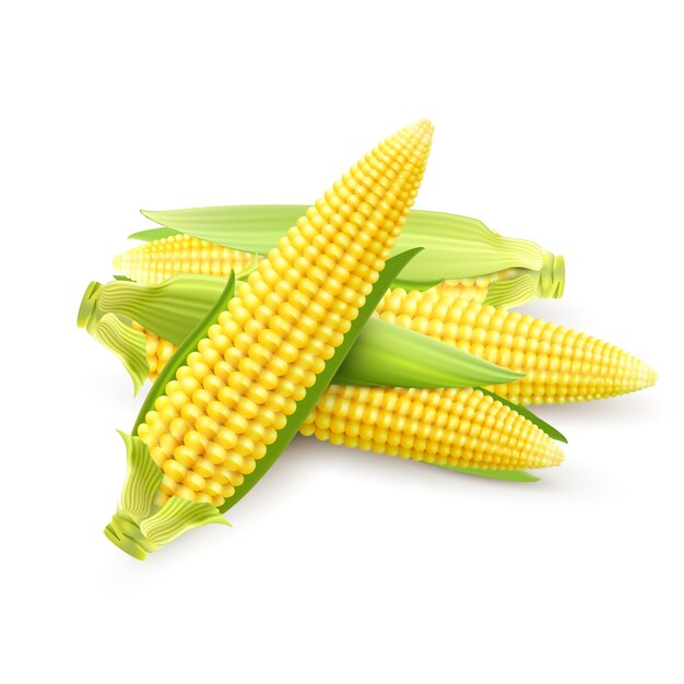 Corn Cobs Realistic