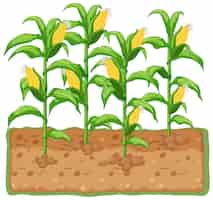 Бесплатное векторное изображение Кукуруза растет с почвой мультфильм