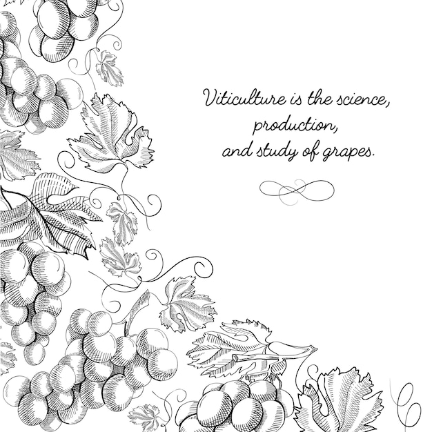 Free vector corner frame vignette scroll ornament doodle grape foliated border hand drawn sketch illustration