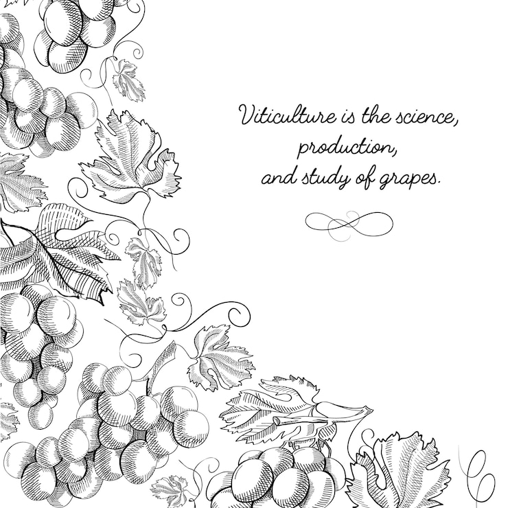Free Vector corner frame vignette scroll ornament doodle grape foliated border hand drawn sketch illustration