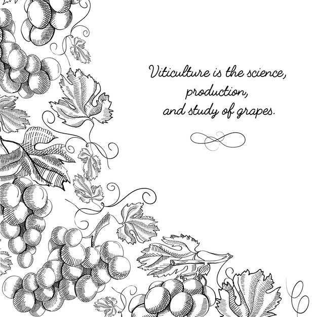 Corner frame vignette scroll ornament doodle grape foliated border hand drawn sketch illustration