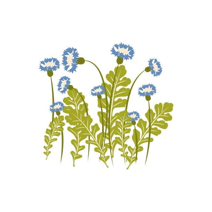 Free Vector cornflowers illustration flat color