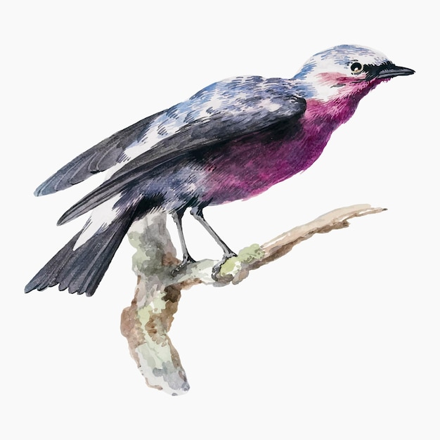 Free vector cotinga vector bird illustration, remixed from artworks by aert schouman