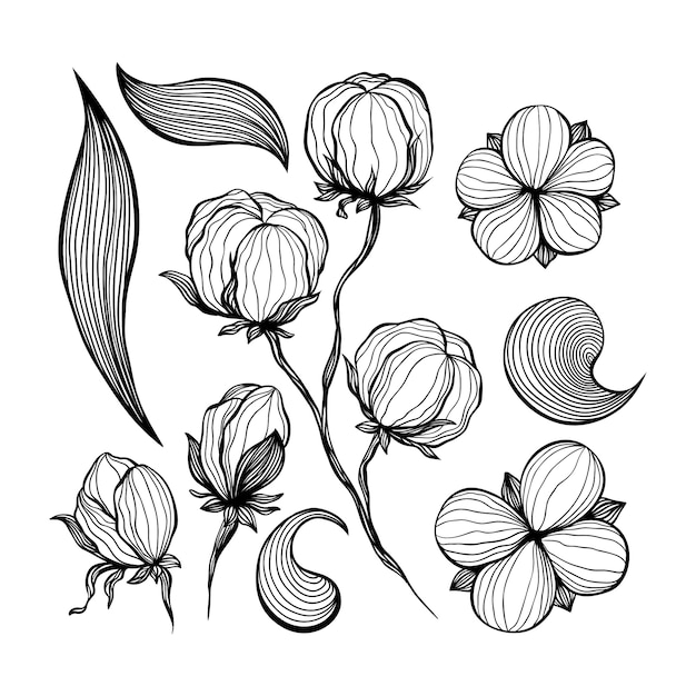 Cotton Flowers Abstract Line Art Contour Drawings.