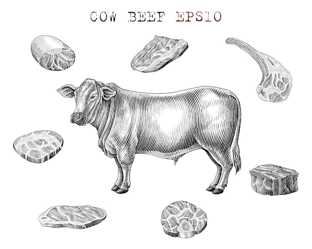 Cow beef elements black and white set in engraving style