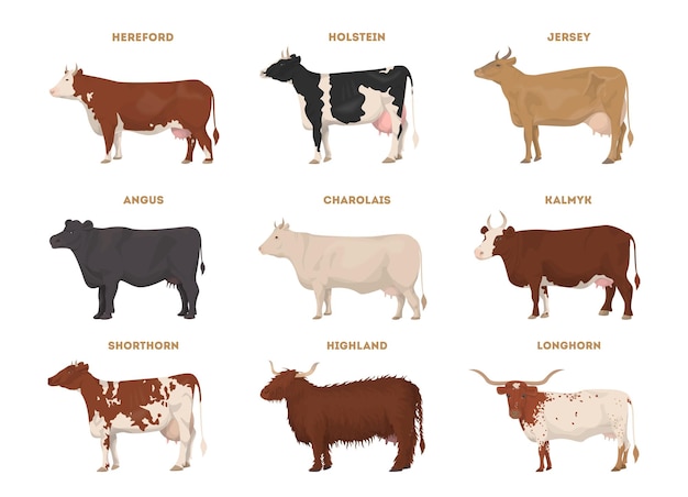 무료 벡터 암소 세트 hereford holstein jersey angus charolais kalmyk shorthorn highland longhorn 유제품 소