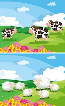 Mucche e pecore nei campi