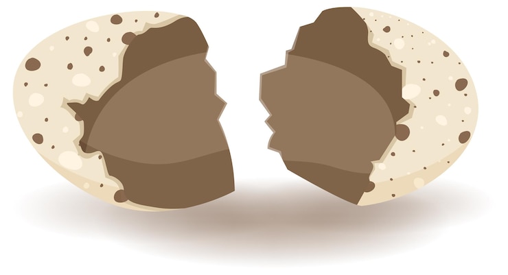 Free Vector cracking eggs on white background