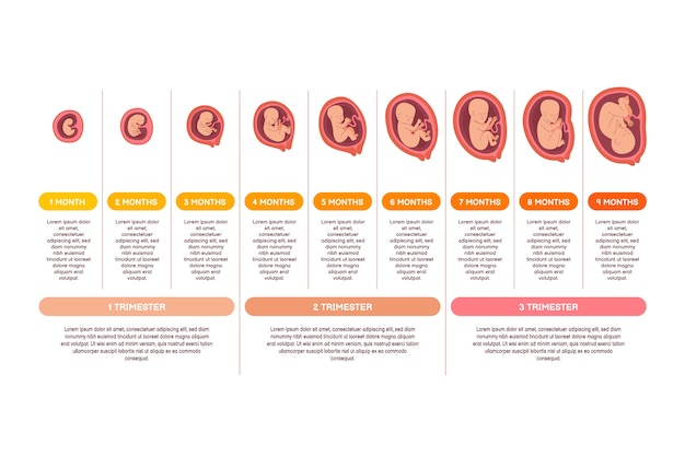 Creative fetal development collection