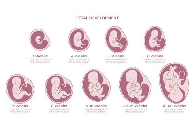 Creative fetal development collection
