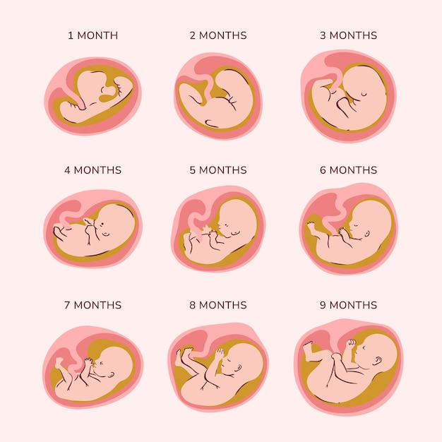 Free vector creative fetal development collection