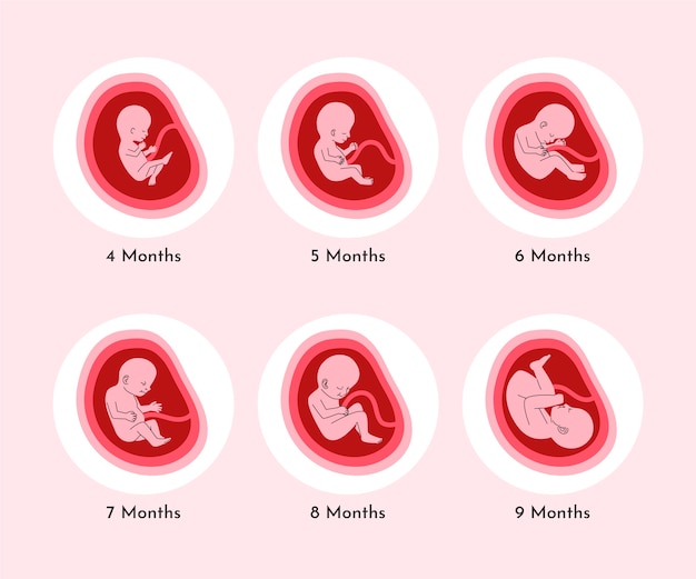 Free vector creative fetal development collection