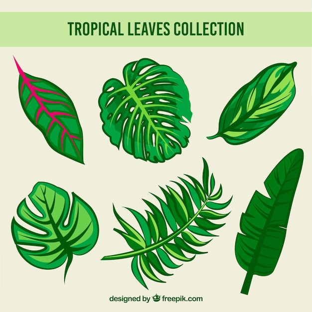 Creative hand drawn tropical leaves collection