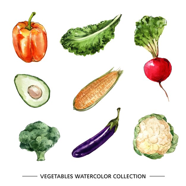 Creative isolated watercolor vegetable