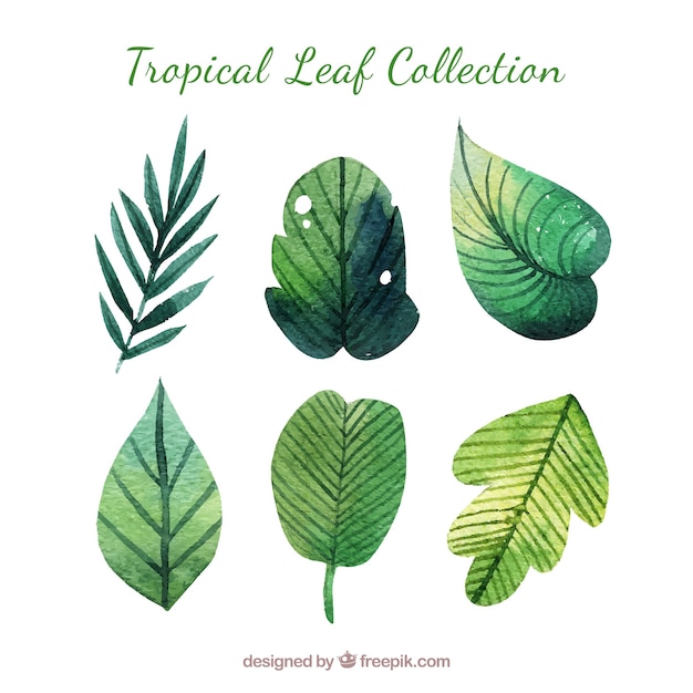크리 에이 티브 수채화 열대 나뭇잎 컬렉션