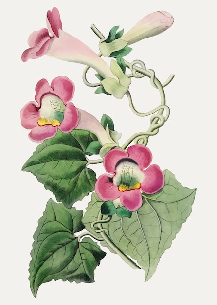 Vettore gratuito gloxinia strisciante