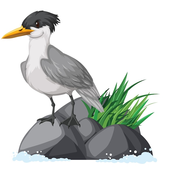 Free vector crested tern standing on rock