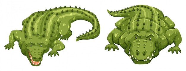 Crocodiles