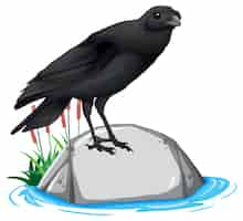 Free vector crow standing on rock