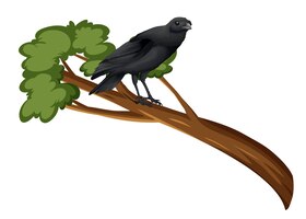 Crow standing on tree branch