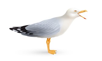 Composizione realistica del gabbiano piangente con l'immagine isolata dell'uccello di mare con il becco aperto sull'illustrazione di vettore del fondo bianco