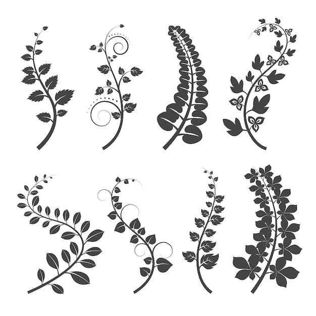 Curly branches with leaves silhouettes on white background. Plant branch with leaves.  illustration