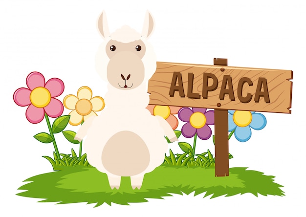 Cute alpaca in garden